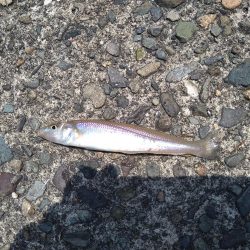 キス狙いでまさかの真鯛